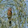 Subalpine Warbler